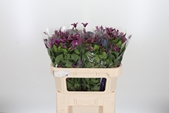 Clematis Inspiration 70cm