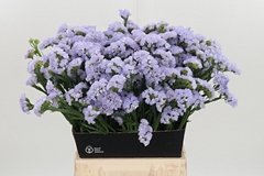 Lim S Donau Birds 50cm 18gram