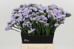 Lim S Tonie Lavender 50cm 18gram