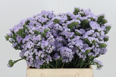 Lim S Tonie Lavender 40cm 18gram