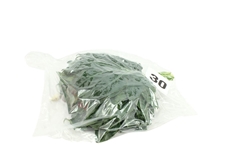 Fatsia Japonica Bs 30cm