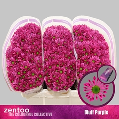 Chr S Aaa Bluff Purp 55cm 100g