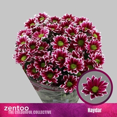 Chr T Haydar 70cm 85gram
