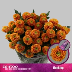 Chr T Lionking 70cm 80gram