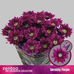 Chr T Serenit Purple 70cm 75gram