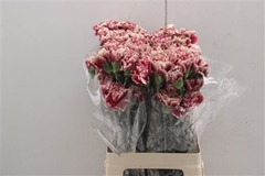 Di St Merletto Crimson