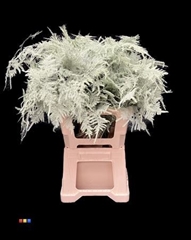 Asp Lang Mint