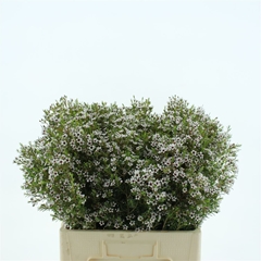 Chame Un Snow Flake 60cm 70gram 23