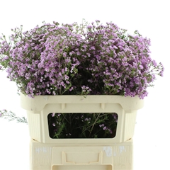 Chame Un Pirouette 70cm 55gram 23
