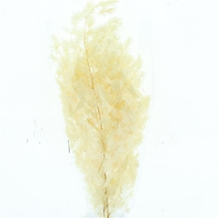 Droogbl Bewerkt H% 50cm