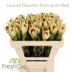 Leucad Disc Pom-pom 50cm