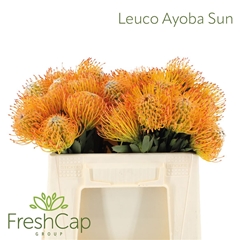 Leuco Ayoba Sun 35cm