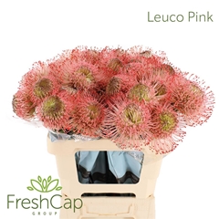 Leuco Ayoba Pink 60cm