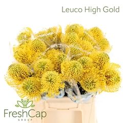 Leuco Nut High Gold 35cm