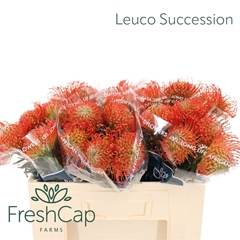 Leuco Co Succession 45cm