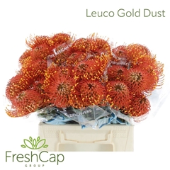 Leuco Co Gold Dust 35cm