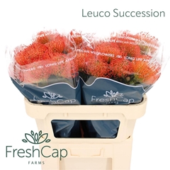 Leuco Co Succession 70cm
