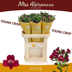 Alstr Noize Red 75cm 85gram 4+