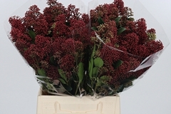 Skim J Rubella Bunch 40cm