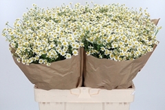 Tana Pa Single Vegmo 60cm 23