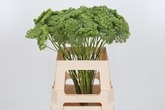 Ammi Visn Green Mist 60cm