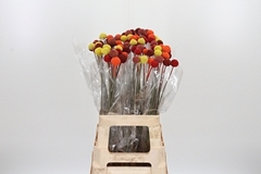 Craspedia 70cm