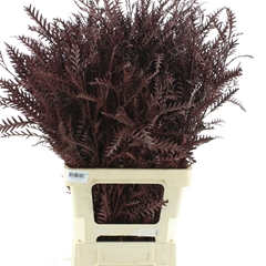 Decorgr Klb Pb 21% 70cm