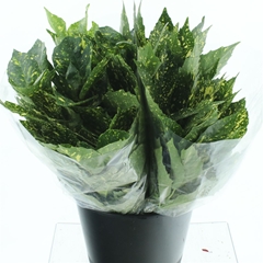 Aucuba Japonica Bs 50cm