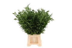 Ruscus Fijn Per Bunch 70cm 130gram