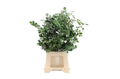 Pittosporum P Bunch 50cm
