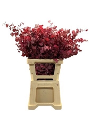 Eucalyp Klb Bs H% 70cm 150gram