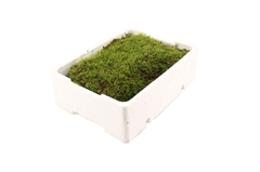 Moss 20cm