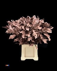 Eikeblad Choco Brown 80cm