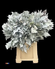 Querc Ov Klb H% 60cm