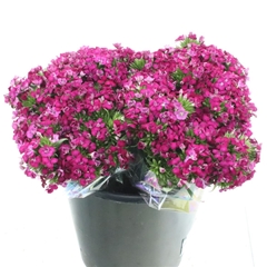 Di Barb Am Neon Cher 30cm 24