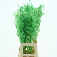 Snijbloemen Klb H% 80cm
