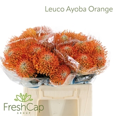 Leuco Ayoba Orange 40cm