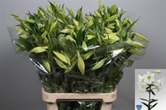 Li Lf White Heaven 90cm 25+