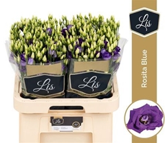 Eust G Rosita Blue 70cm