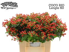 Hyp Coco Rio 60cm