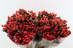 Hyp Pacific Shin Red 70cm 40gram