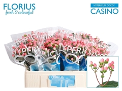 Hyper Coco Casino 50cm