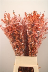 Ilex Mag Daydream 120cm