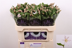 Clem Amazing Kansas 70cm 23 4