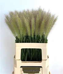 Pennisetum Blondie 60cm