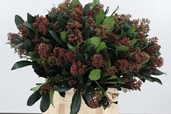 Skim J Rubella Bunch 45cm