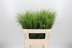 Thlaspi Green Bell 75cm 20gram