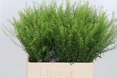 Thlaspi Green Bell 60cm 10gram