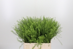 Thlaspi Green Bell 65cm 12gram