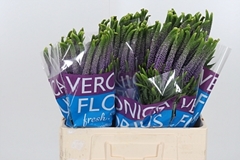 Veron Smart Viola 60cm